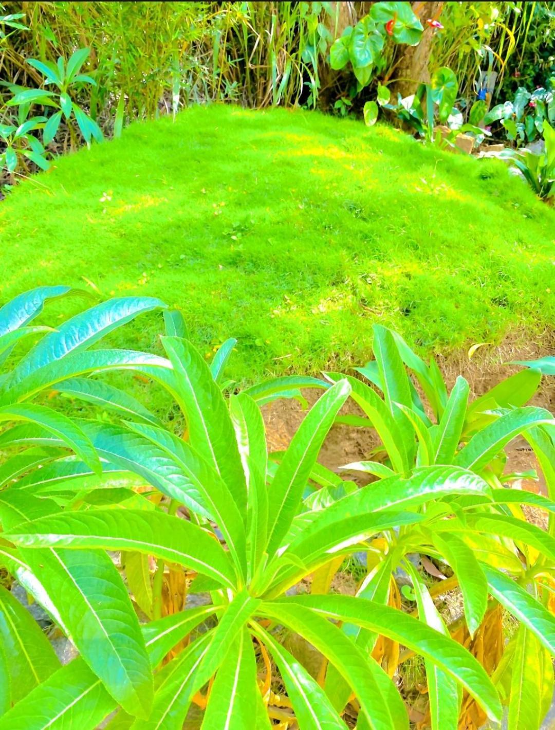 Blissful Haven Hotel Ella Exterior foto